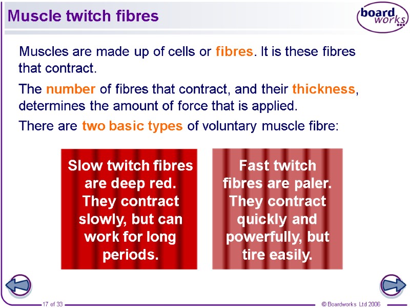 Muscle twitch fibres Muscles are made up of cells or fibres. It is these